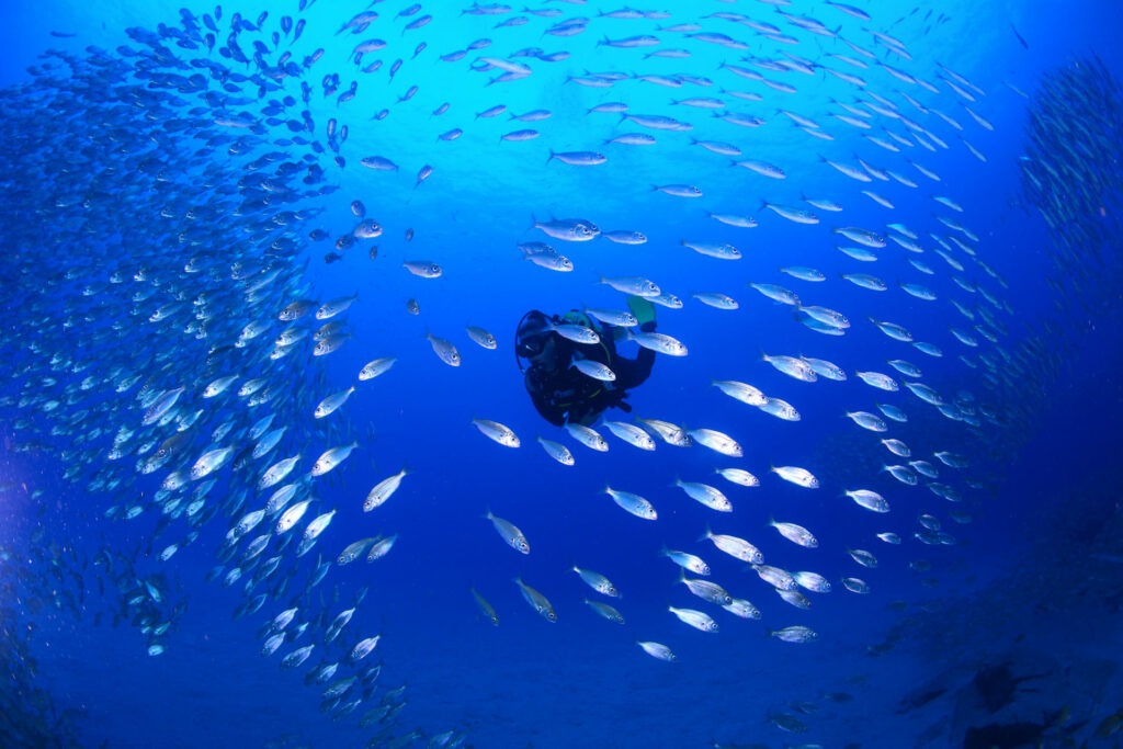 Buceador rodeado de peces en inmersion desde centro de buceo en Tenerife Sur