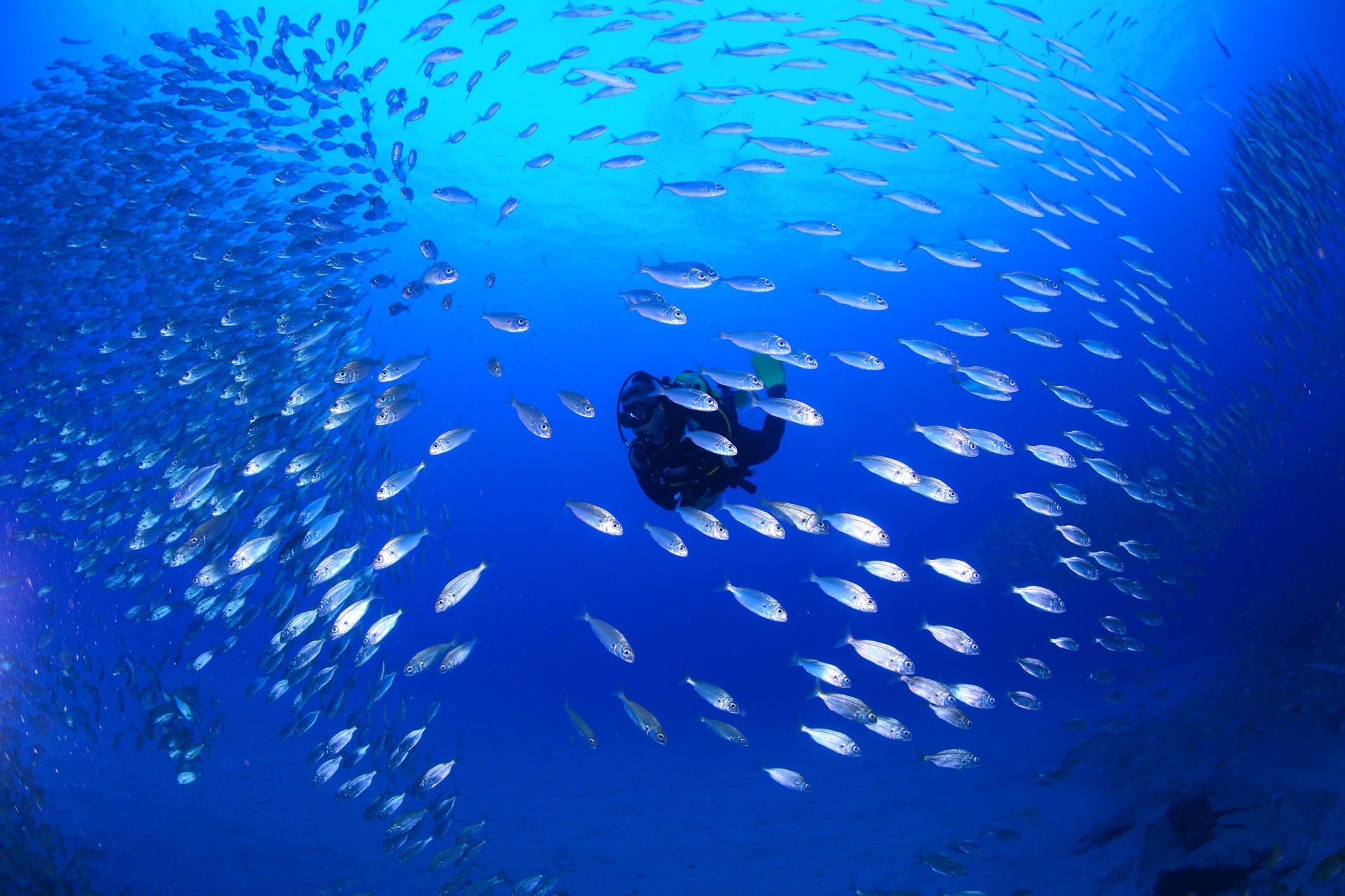 Buceador rodeado de peces en inmersion desde centro de buceo en Tenerife Sur